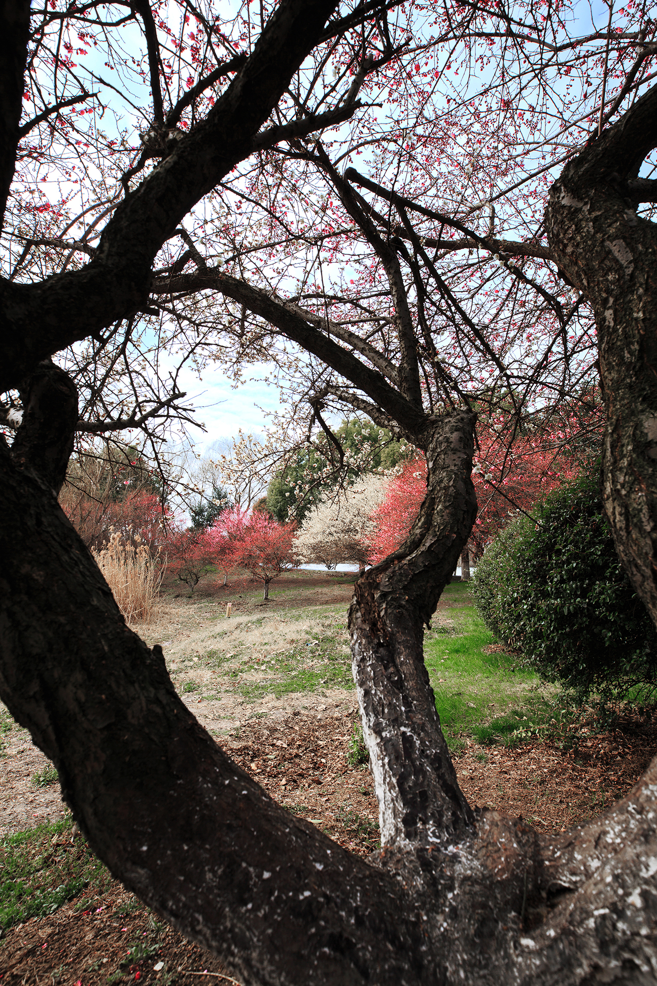春到姑苏,黄桥3000亩梅花姹紫嫣红惹人醉_江苏游记_途牛