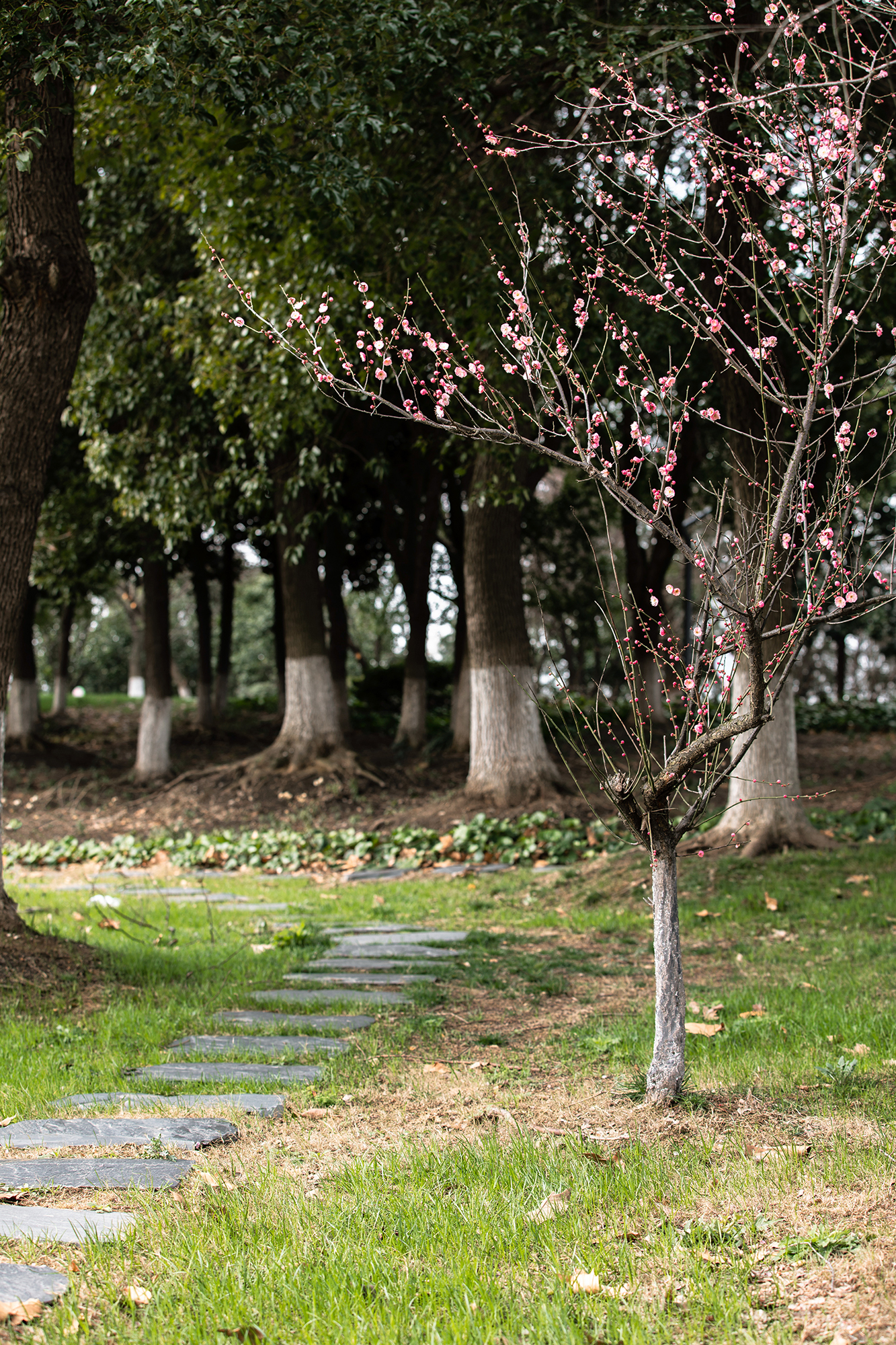 免费停车的梅园里,游客三三两两,留足了一个人站在梅花树下发呆的时间