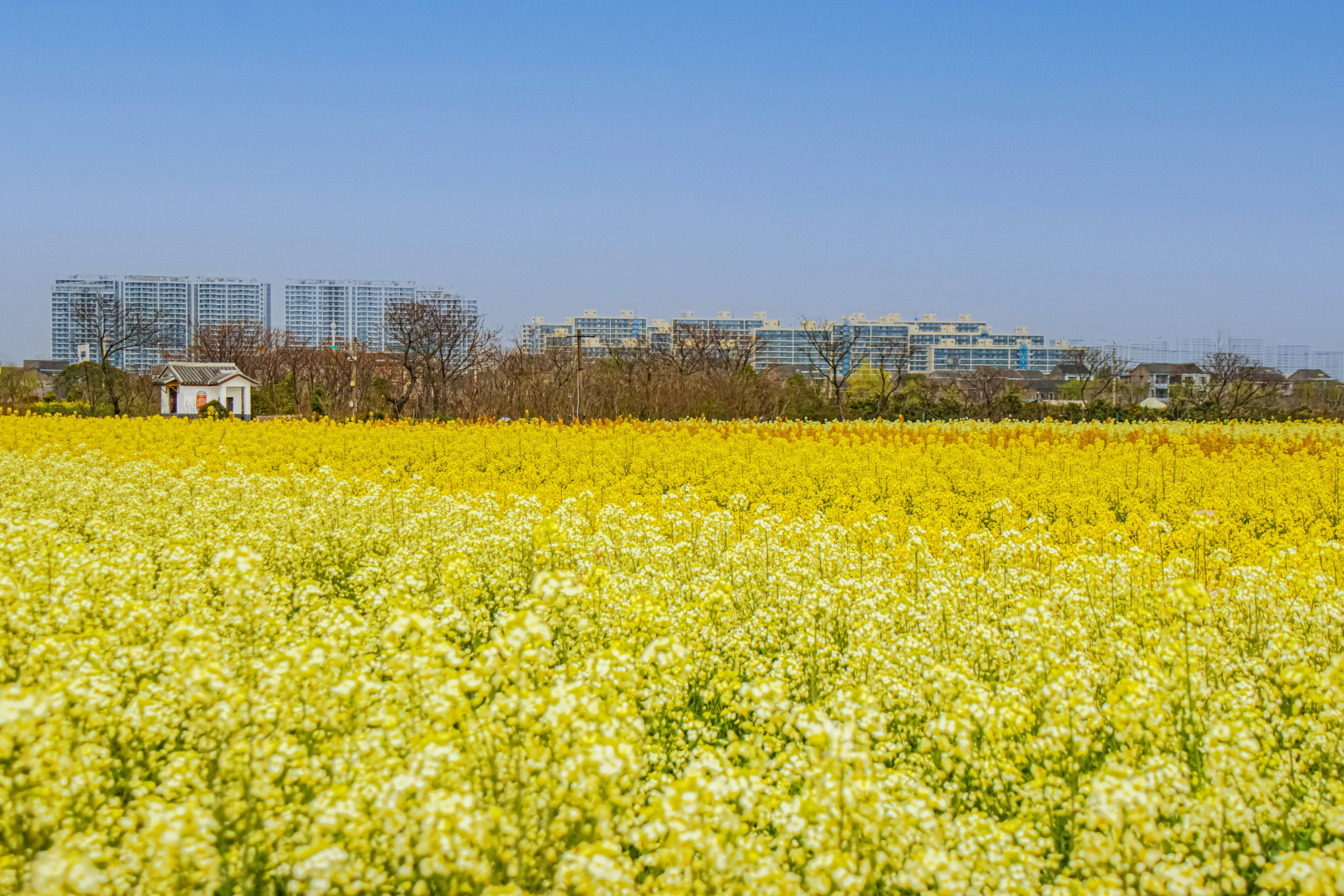 椒江下陈花海图片