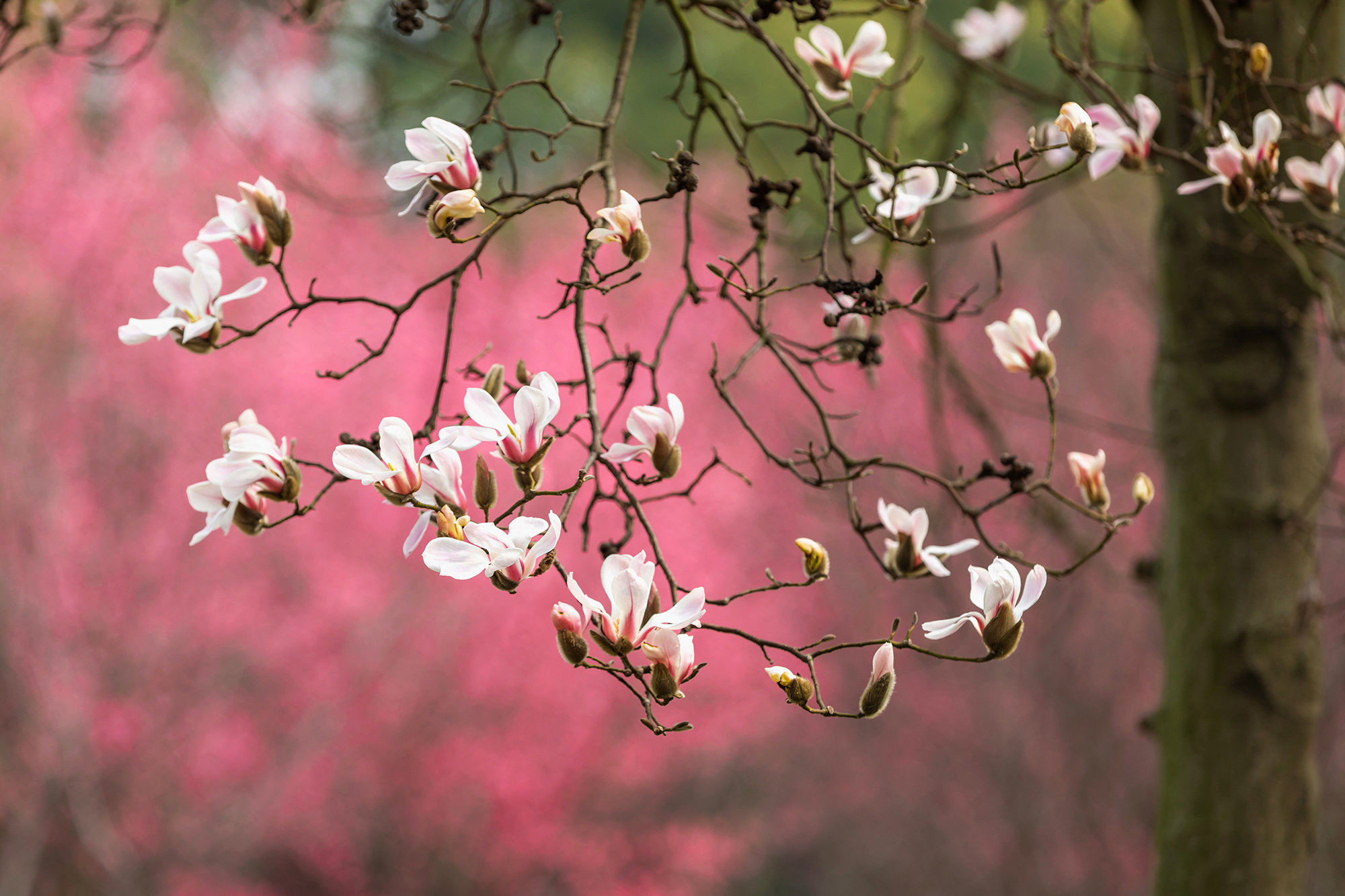 去这条玉兰花道,追逐一场倾城的花事_苏州游记_途牛