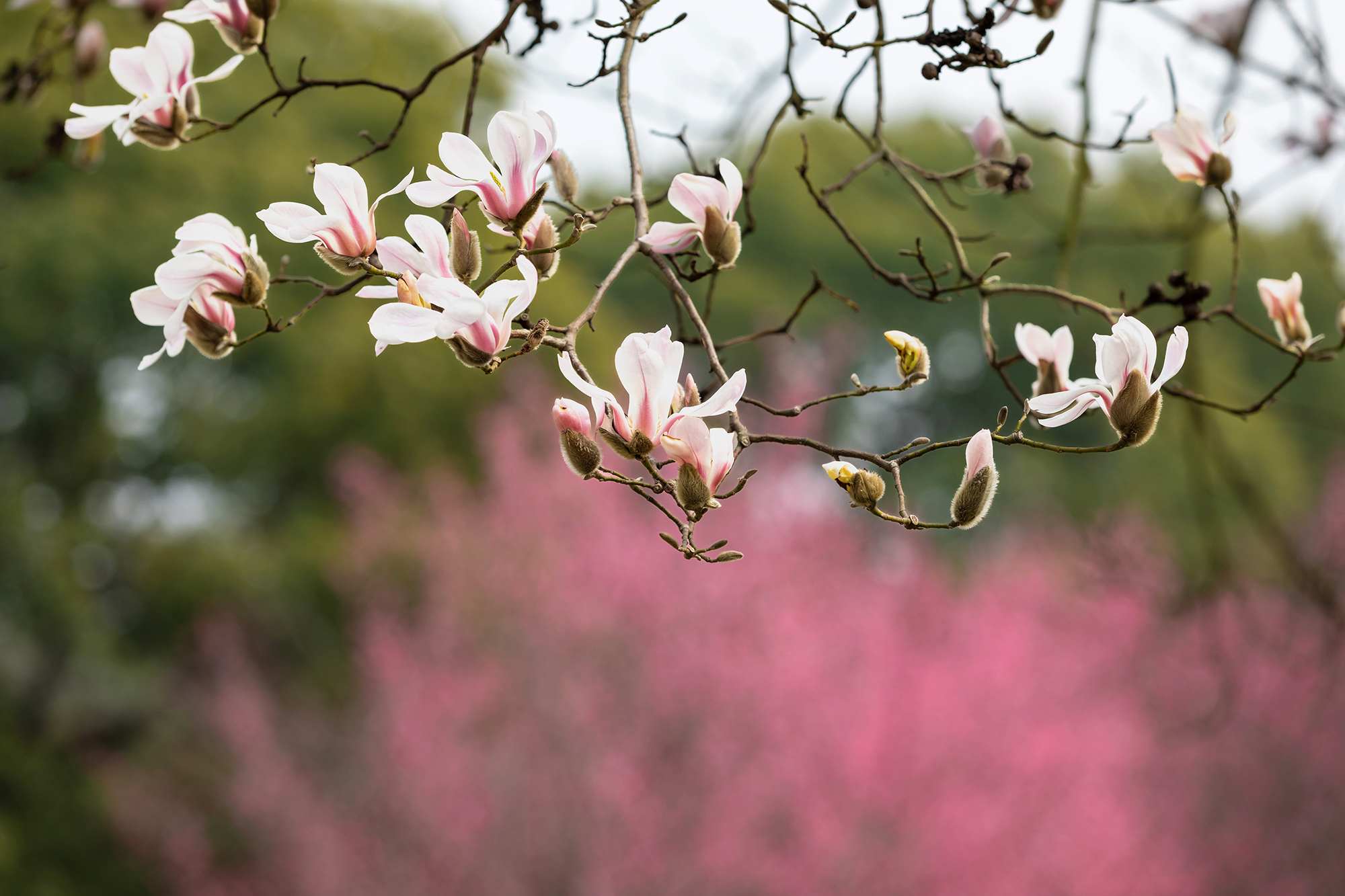 去这条玉兰花道,追逐一场倾城的花事_苏州游记_途牛