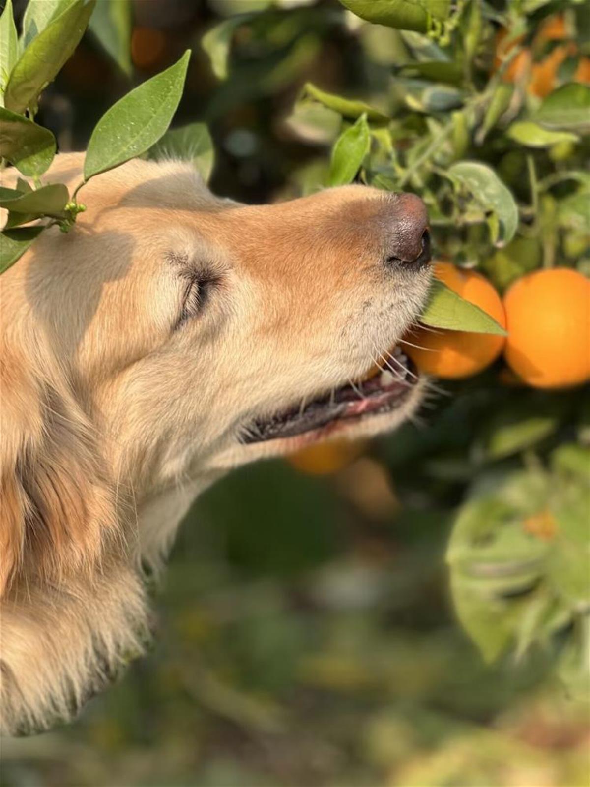 金毛狗帮忙摘橙子售卖引争议究竟是否多此一举