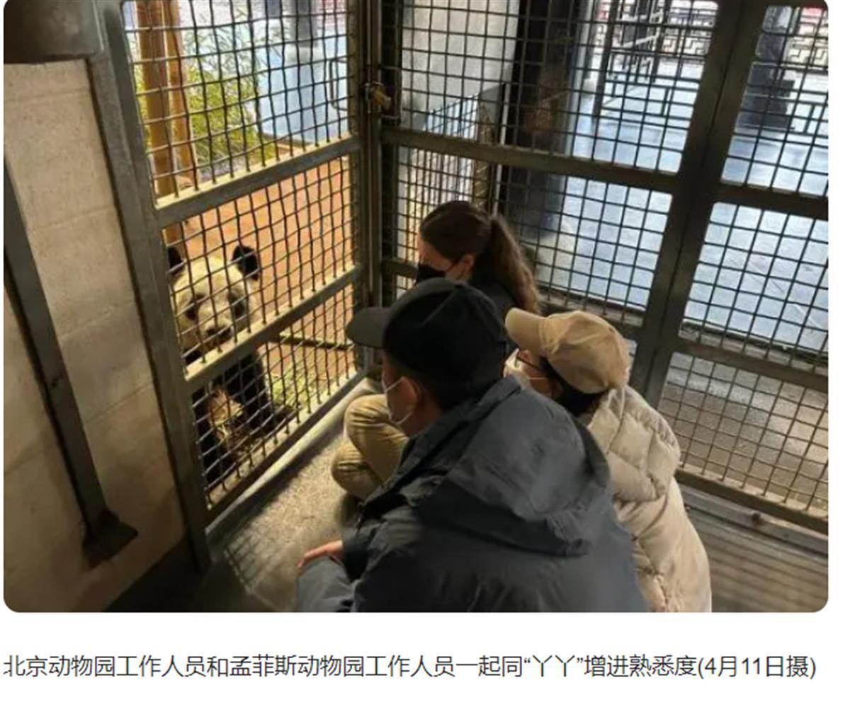 新华社 熊猫报道截图.png