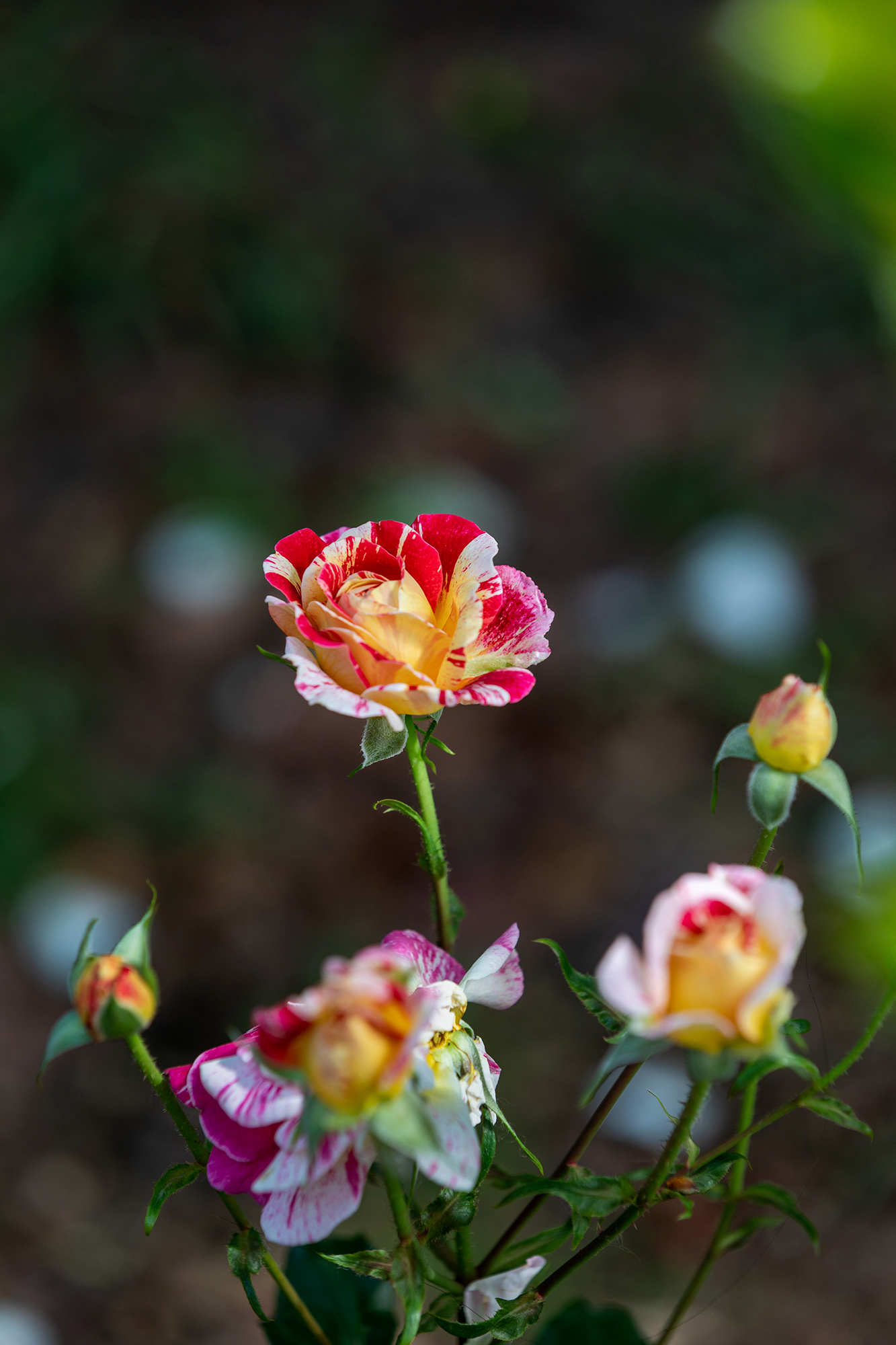 去盛泽湖月季园,赏初夏的浪漫-环游号