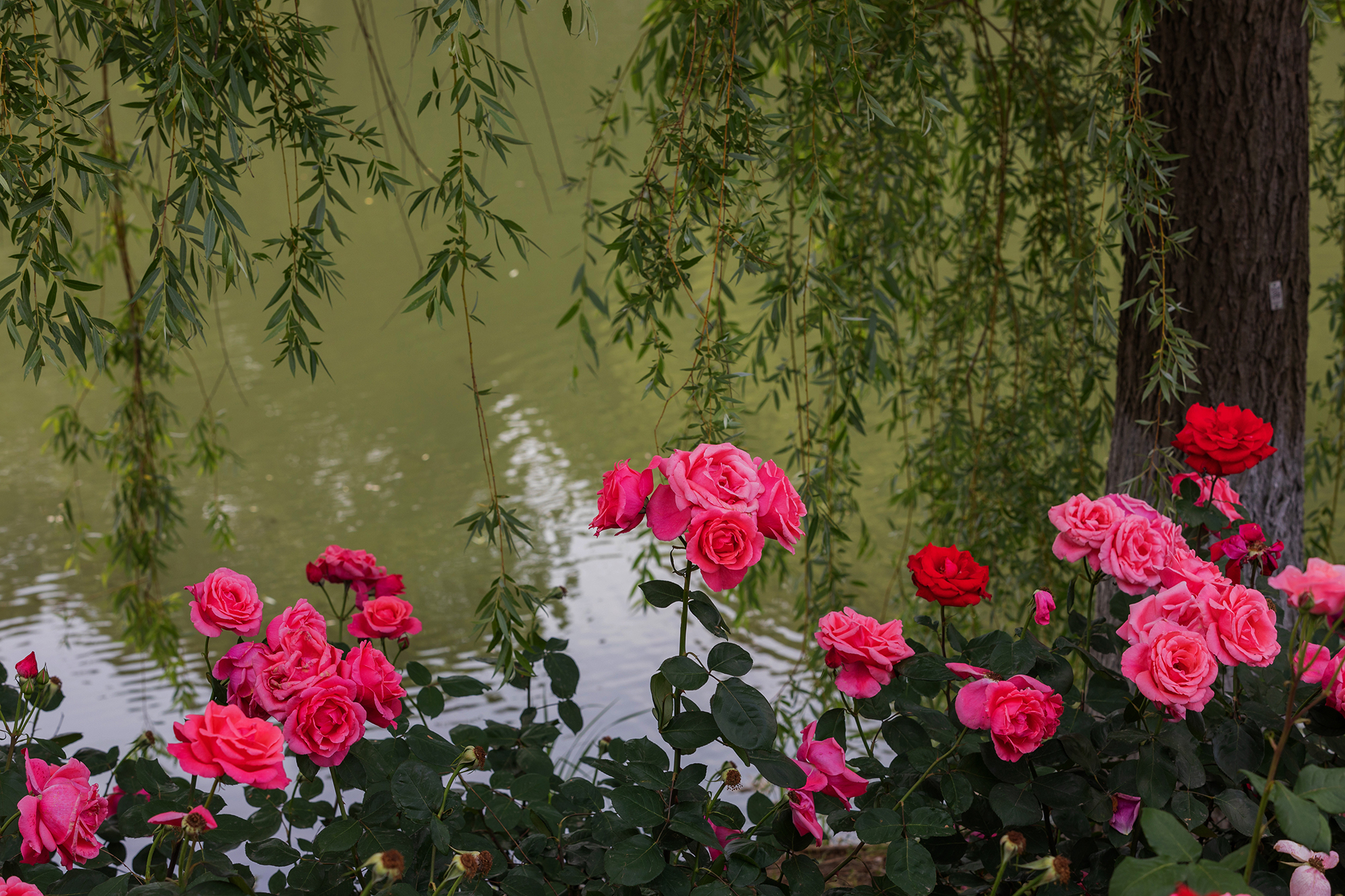 去盛泽湖月季园,赏初夏的浪漫-环游号