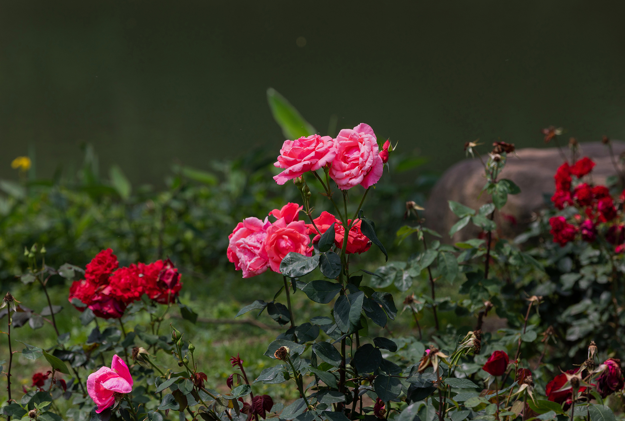 去盛泽湖月季园,赏初夏的浪漫-环游号