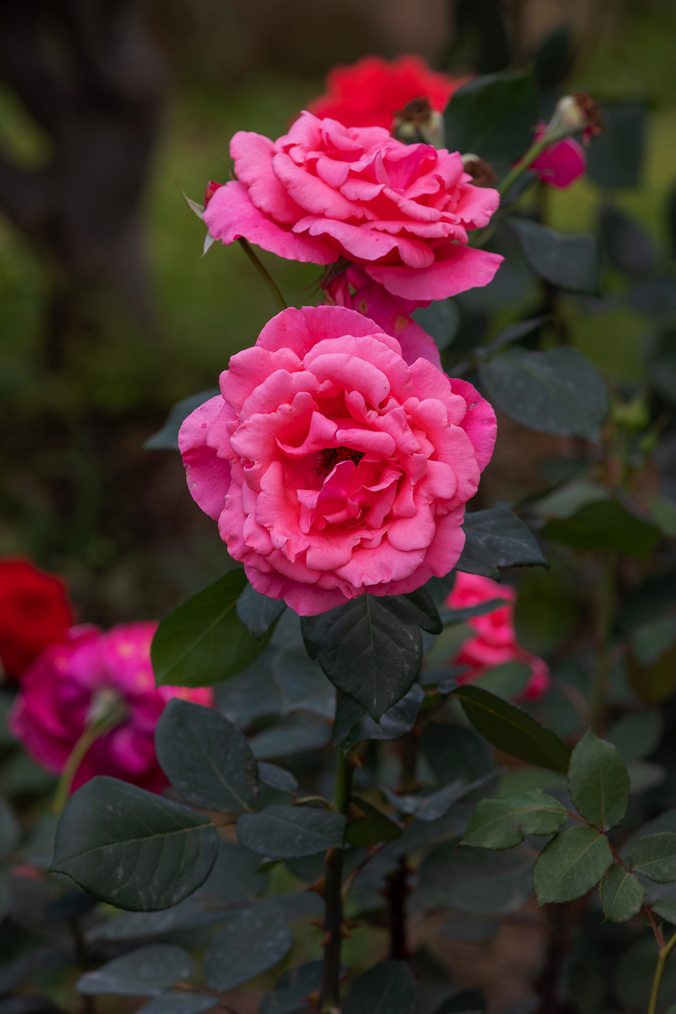 去盛泽湖月季园,赏初夏的浪漫-环游号
