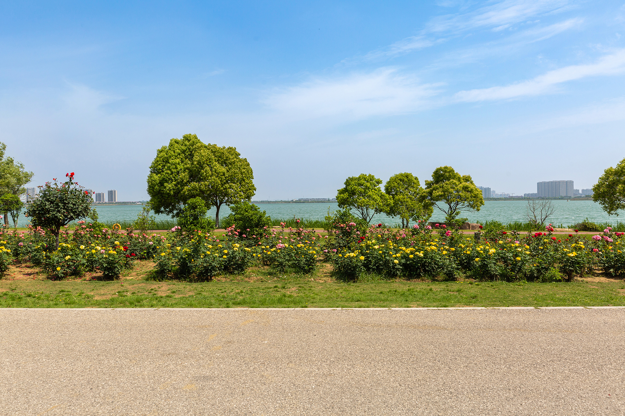 去盛泽湖月季园,赏初夏的浪漫-环游号