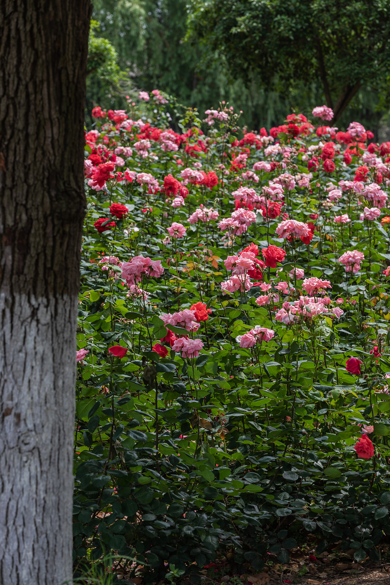 去盛泽湖月季园,赏初夏的浪漫-环游号