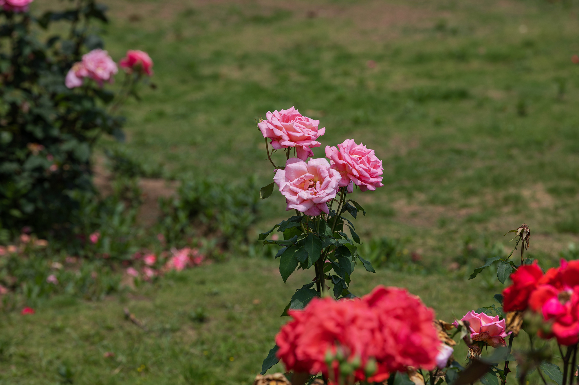 去盛泽湖月季园,赏初夏的浪漫-环游号