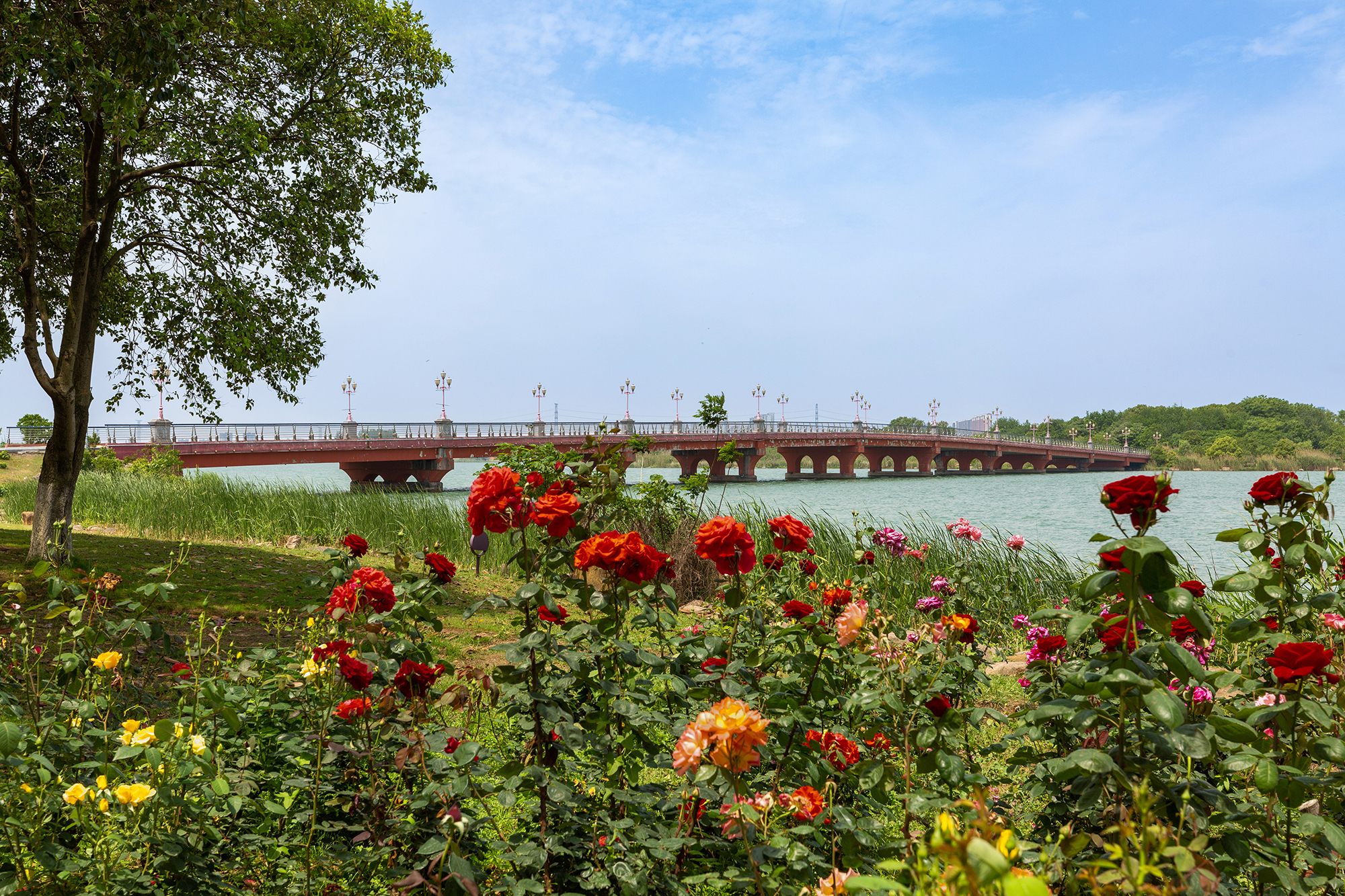 去盛泽湖月季园,赏初夏的浪漫-环游号