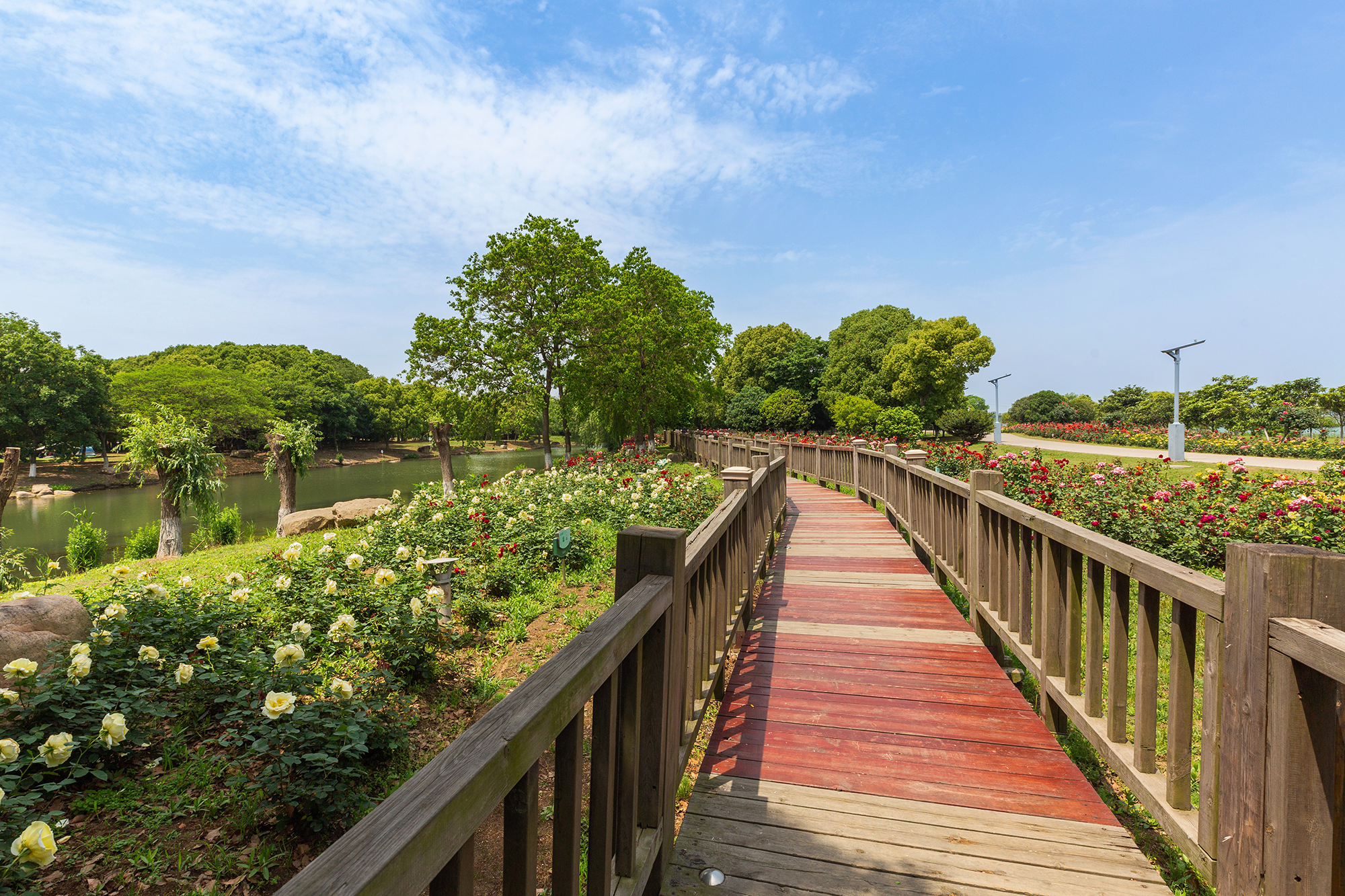 去盛泽湖月季园,赏初夏的浪漫-环游号