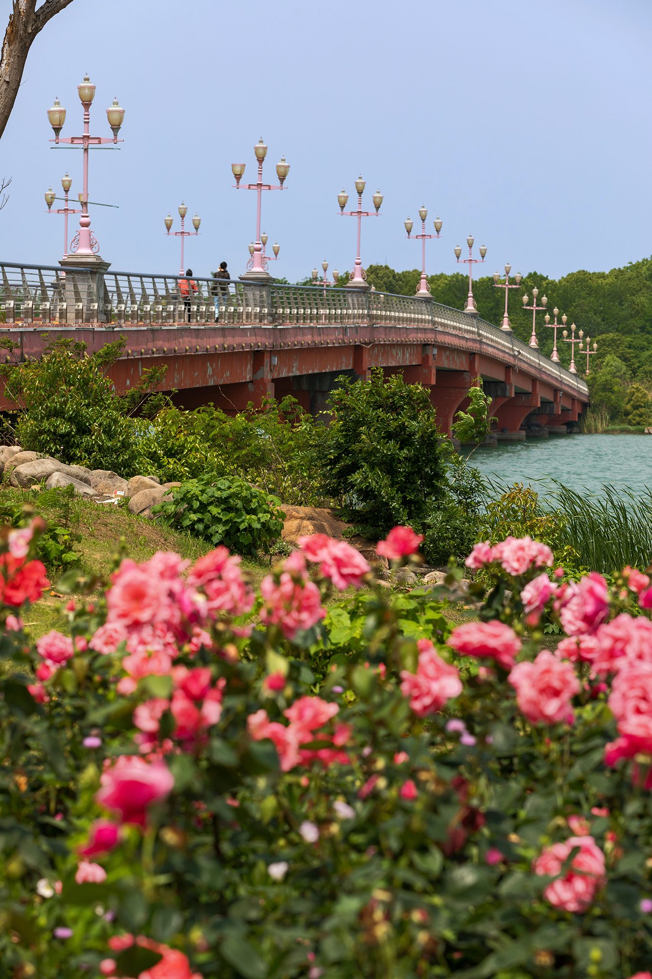 去盛泽湖月季园,赏初夏的浪漫-环游号