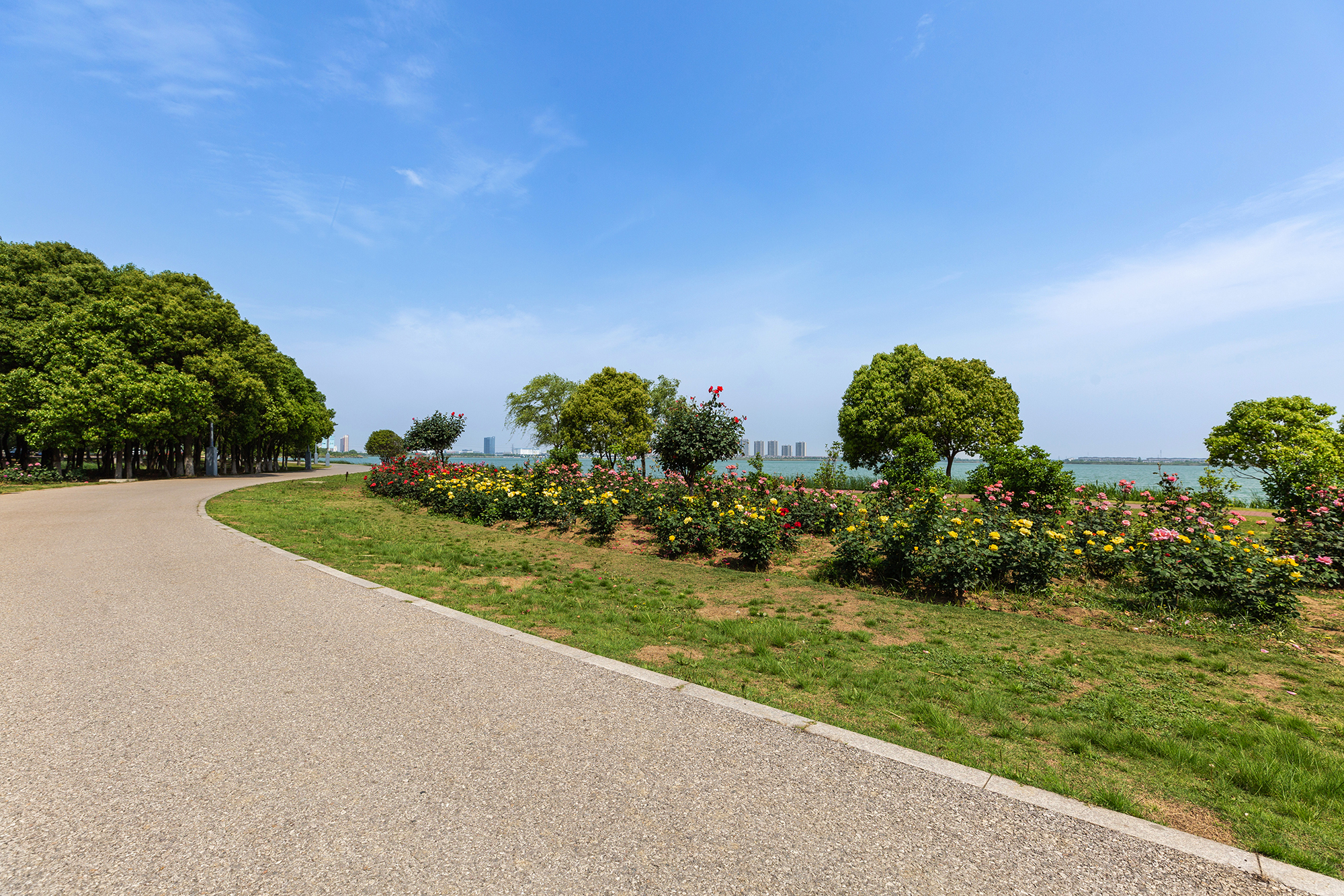 去盛泽湖月季园,赏初夏的浪漫-环游号
