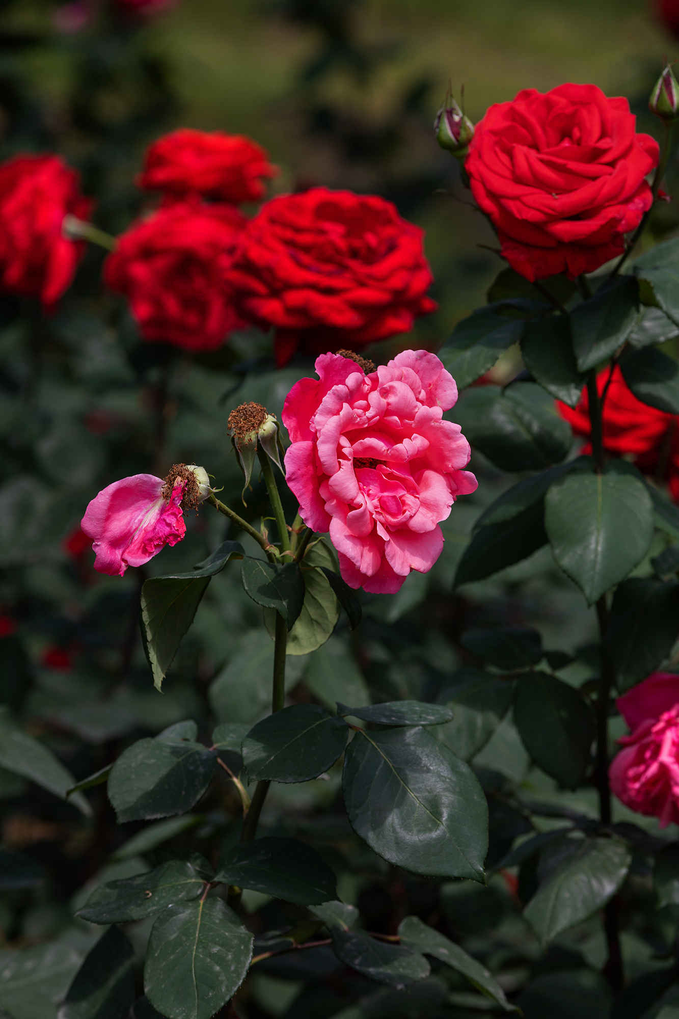去盛泽湖月季园,赏初夏的浪漫-环游号