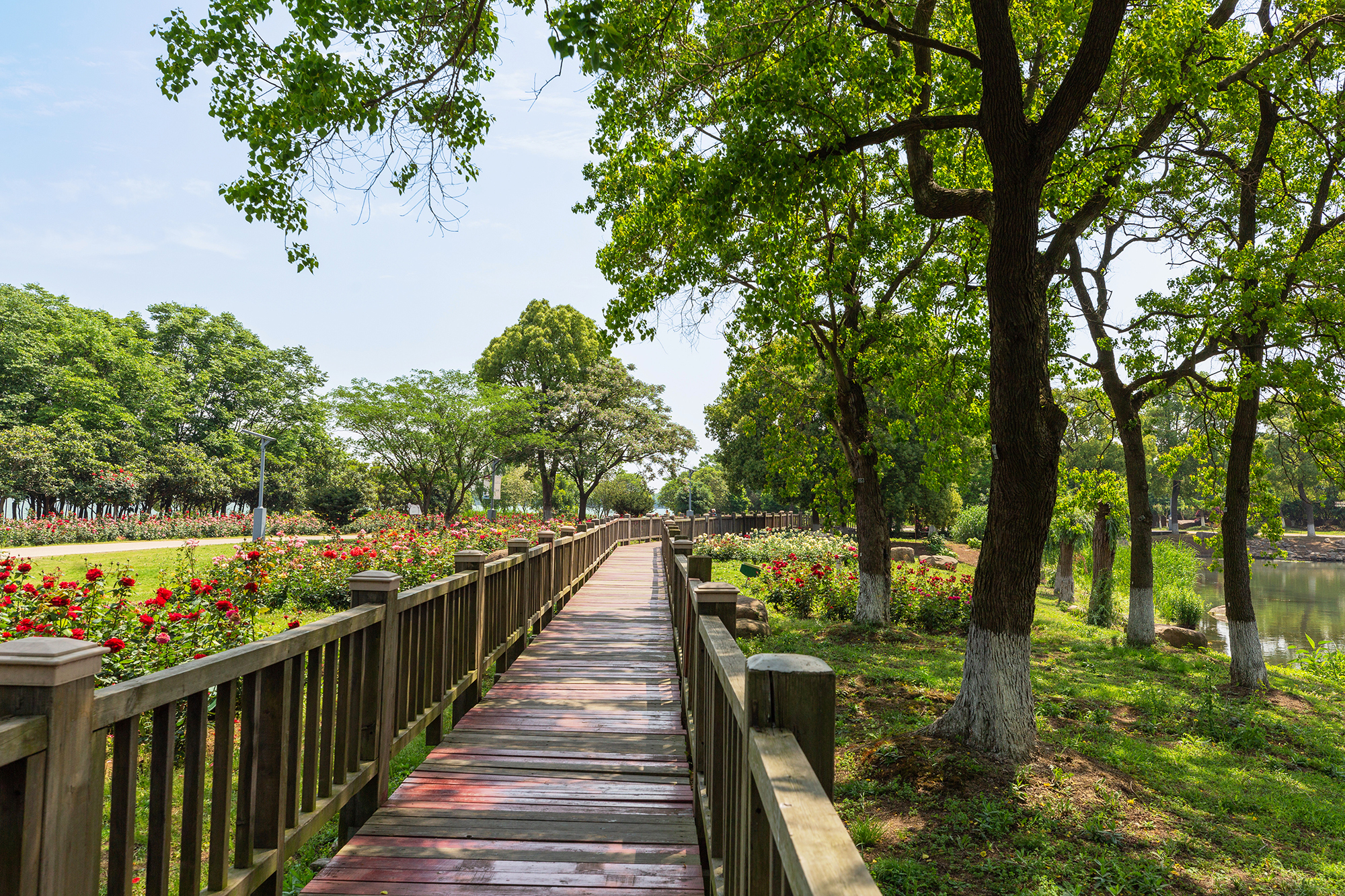 去盛泽湖月季园,赏初夏的浪漫-环游号