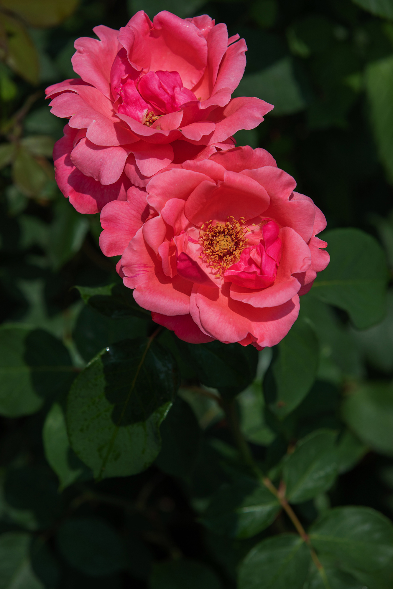 去盛泽湖月季园,赏初夏的浪漫-环游号