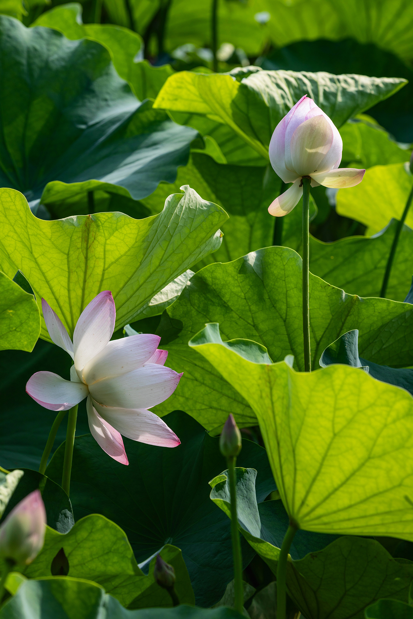 人间香气,湿地秘境邂逅初夏荷塘_苏州游记_途牛