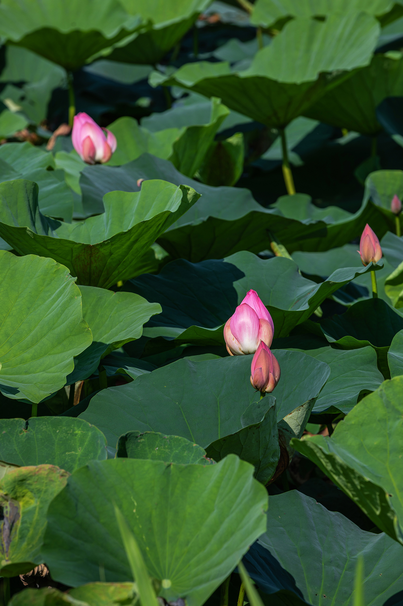 人间香气,湿地秘境邂逅初夏荷塘_苏州游记_途牛