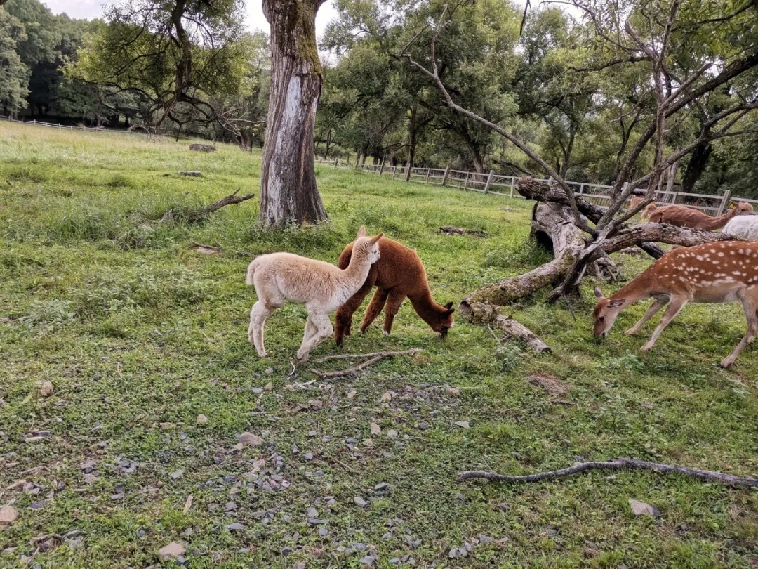 皇家鹿苑仙境游
