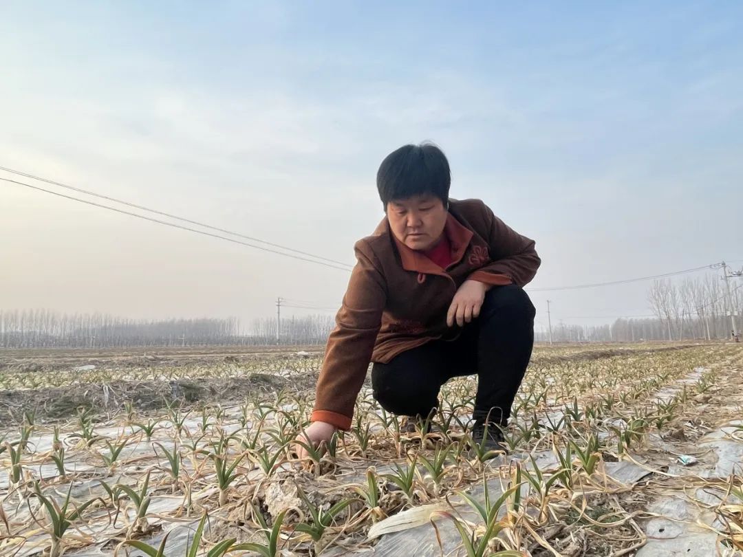新风平原每周一星丨刘金岭扎根沃土向阳而生