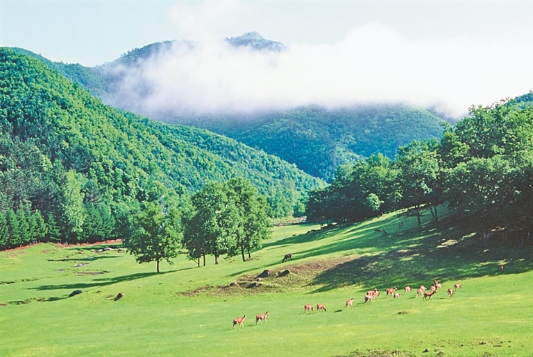 从大,小兴安岭到完达山脉,2100万公顷浩瀚森林如一条巨龙,筑牢祖国