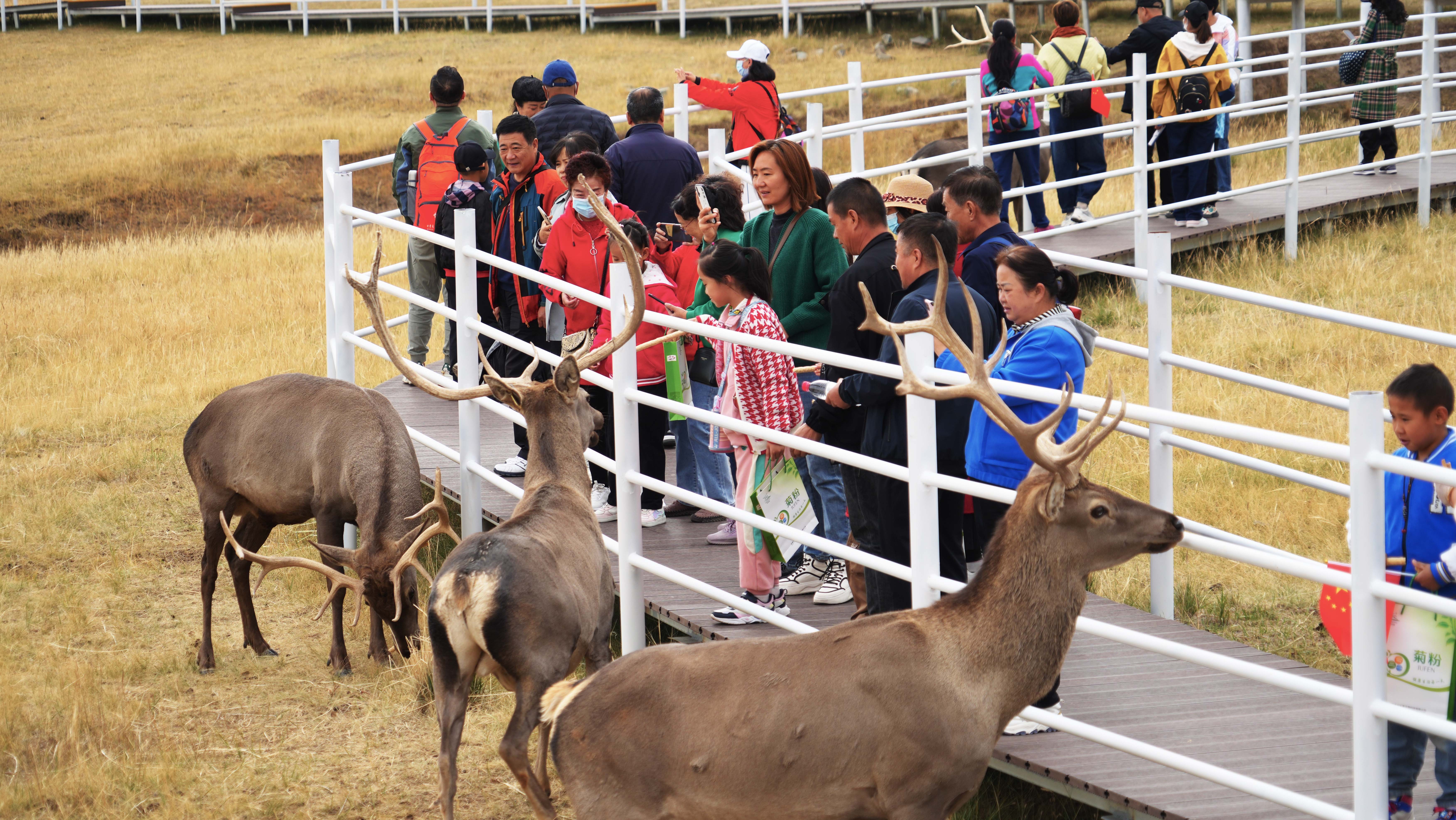 "我是第一次来肃南,抖音上刷到过神鹿公园,这次正好有机会过来玩玩,亲