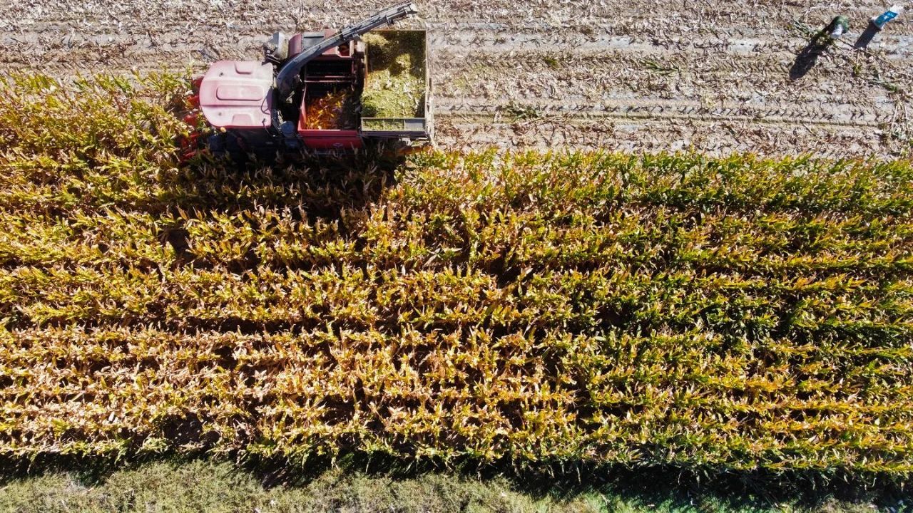 山丹县清泉镇拾号村玉米地里好丰景遍地黄金粮满仓