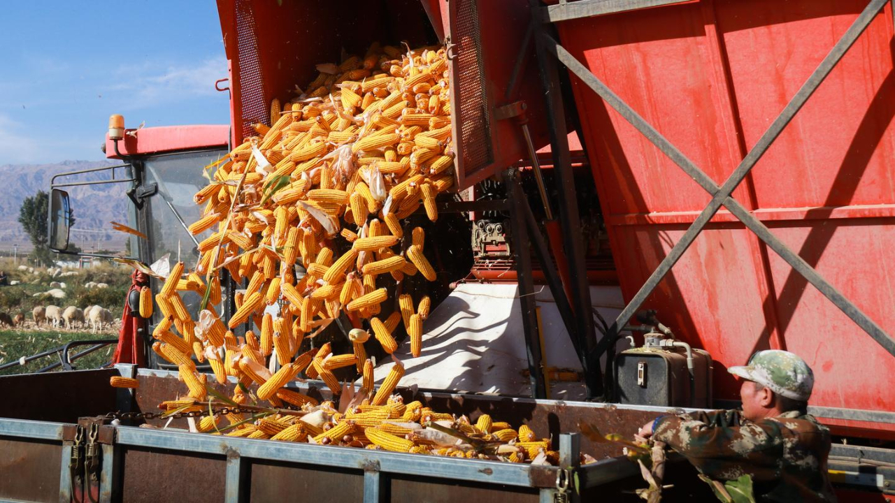 山丹县清泉镇拾号村玉米地里好丰景遍地黄金粮满仓