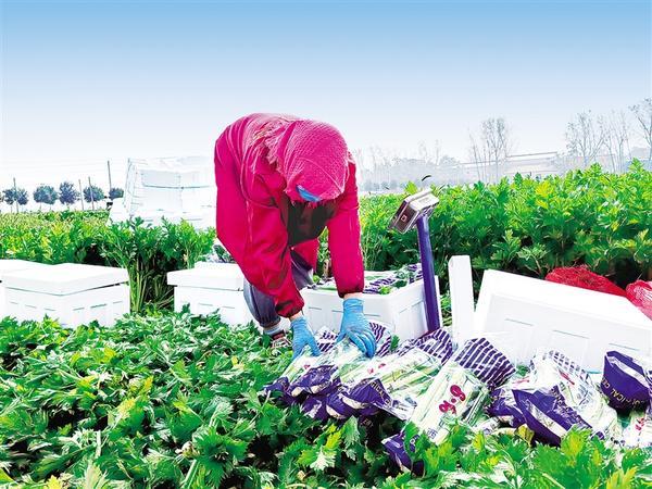 百名记者大走访鹿邑县任集乡芹奋创造财富