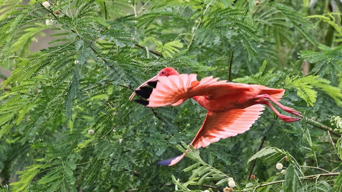 中国野生保护鸟类摄影专题作品欣赏025南美州红鹮