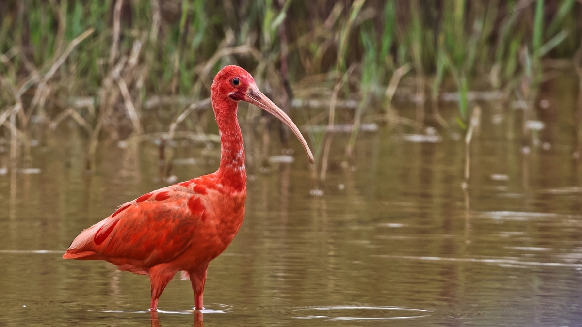 中国野生保护鸟类摄影专题作品欣赏025南美州红鹮