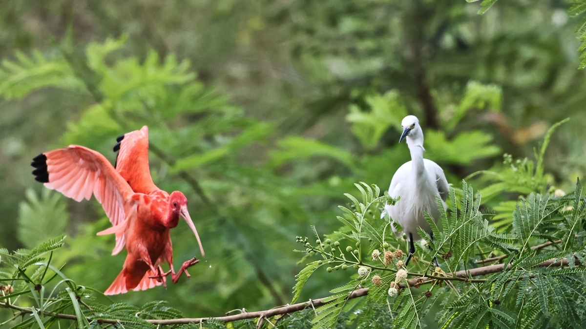 中国野生保护鸟类摄影专题作品欣赏025南美州红鹮