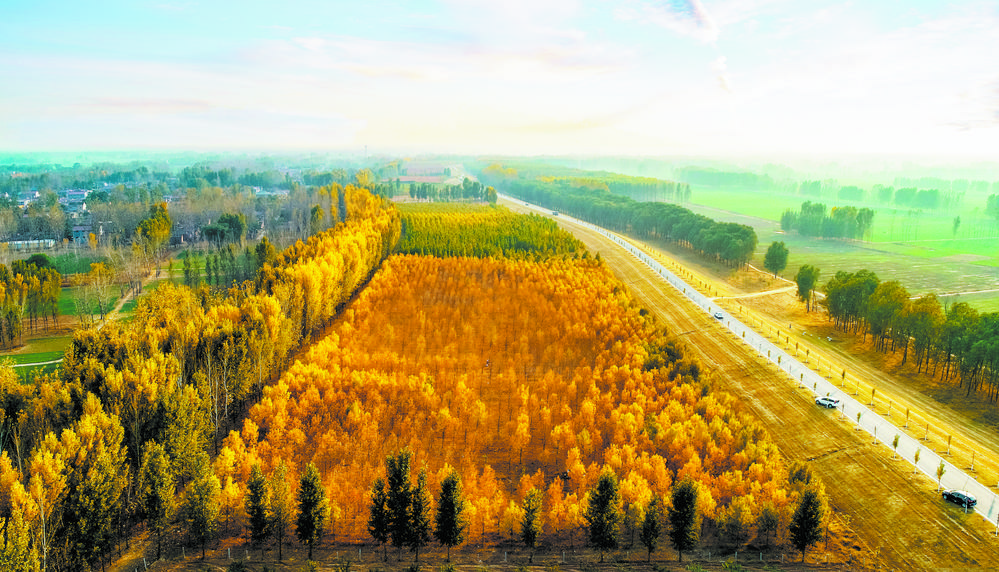 银杏节摄影采风黄河文化展示黄河大集鄄城首届银杏文化旅游节等你来