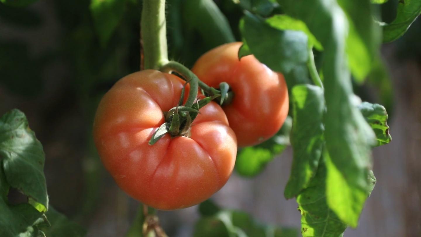 口感西红柿"你尝尝,我们这个品种比较特别,种出来的西红柿就是我们小