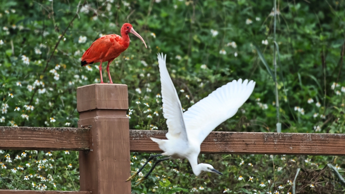 中国野生保护鸟类摄影专题作品欣赏025南美州红鹮