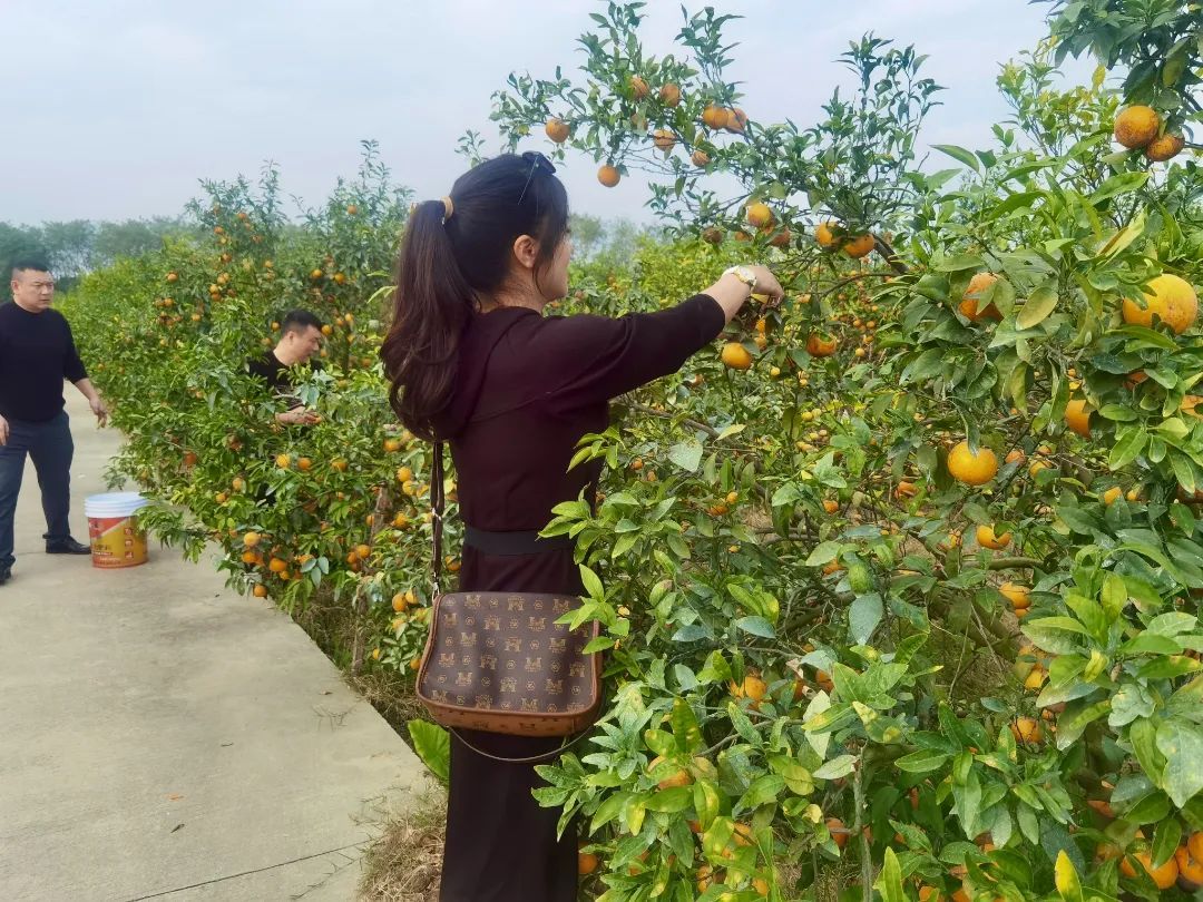 荔枝成熟时期，广州周边兴起摘果游，增城新推七条荔枝摘果游线_旅游