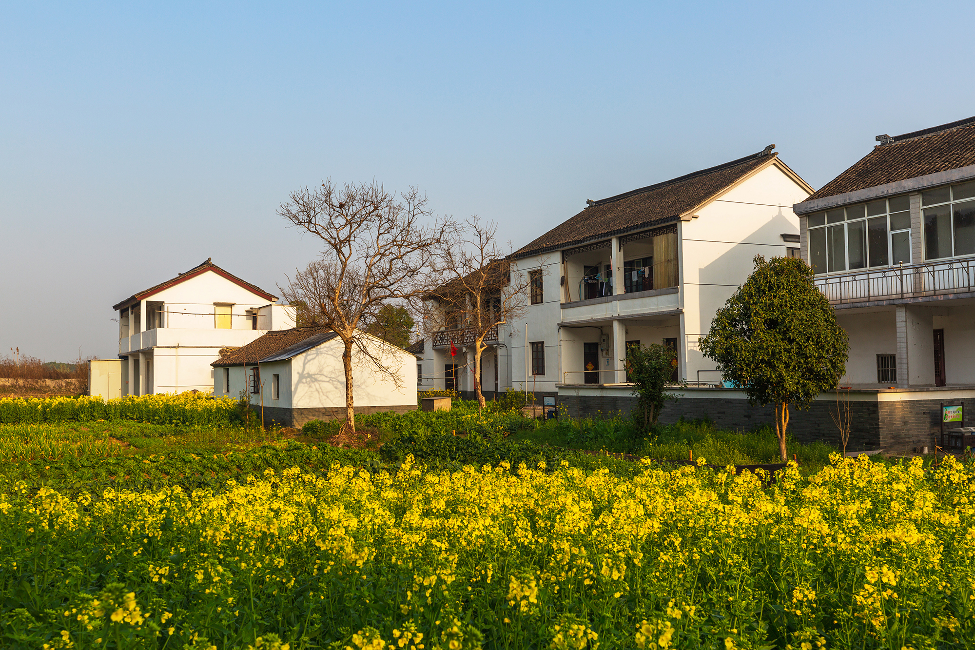 从上海到黎里古镇感受水乡田园的诗意生活