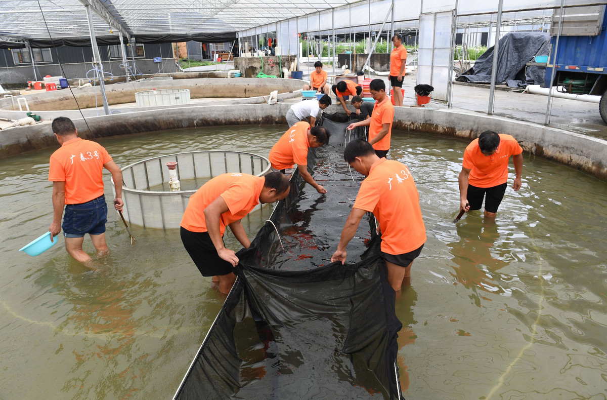 阳江阳春:龙头企业带动鳜鱼苗种产业发展