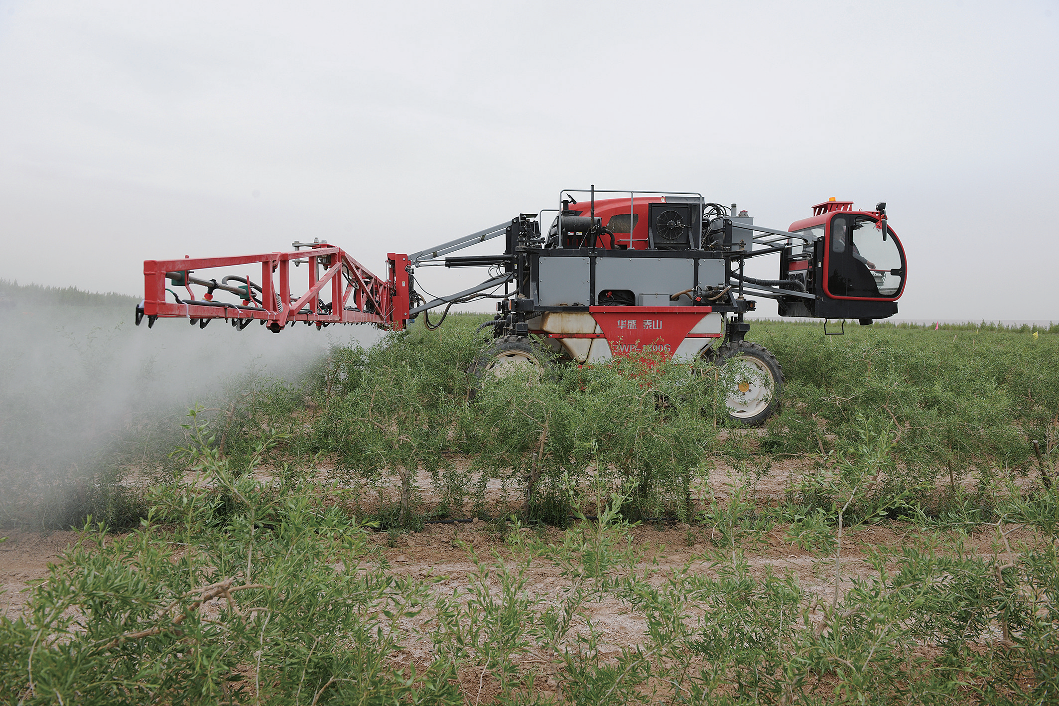 机械化助力小枸杞也有大发展