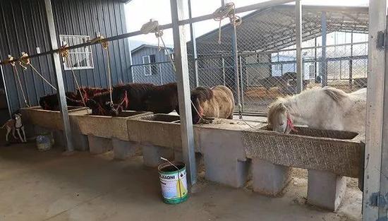 华夏学宫新校区内养有马匹,供马术课用。摄影:黎文婕