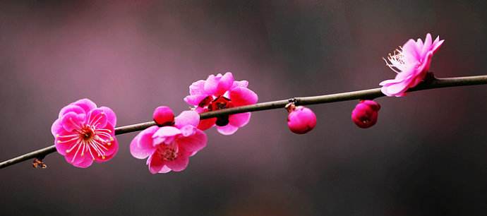 1553735863626795.jpg 梅花.jpg