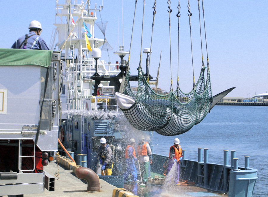 又捕鲸!日本港口1天捕7头鲸鱼,研究人员称搞研究