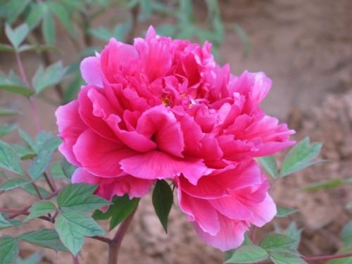 1563946726125798.png 1.png