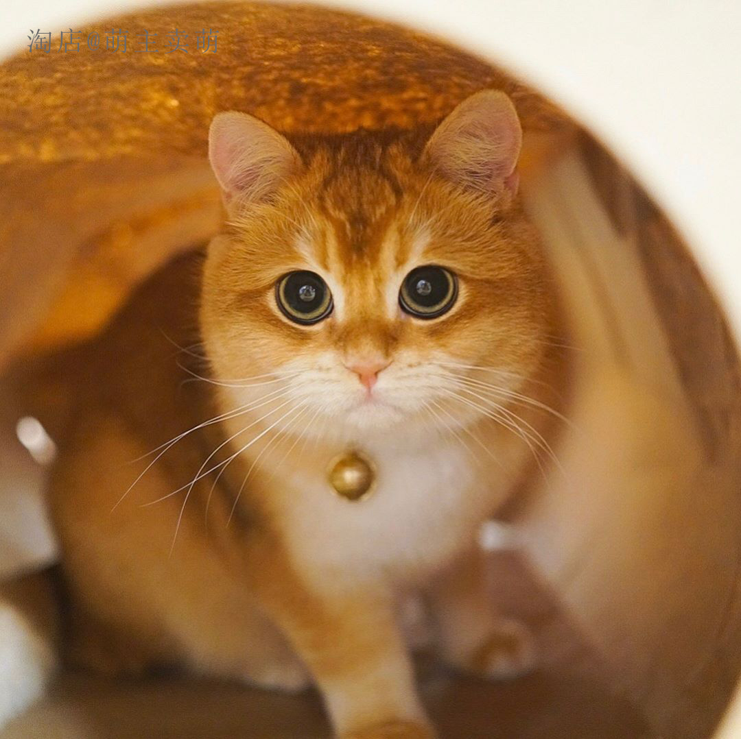 英国短毛猫金渐层24k纯金打造