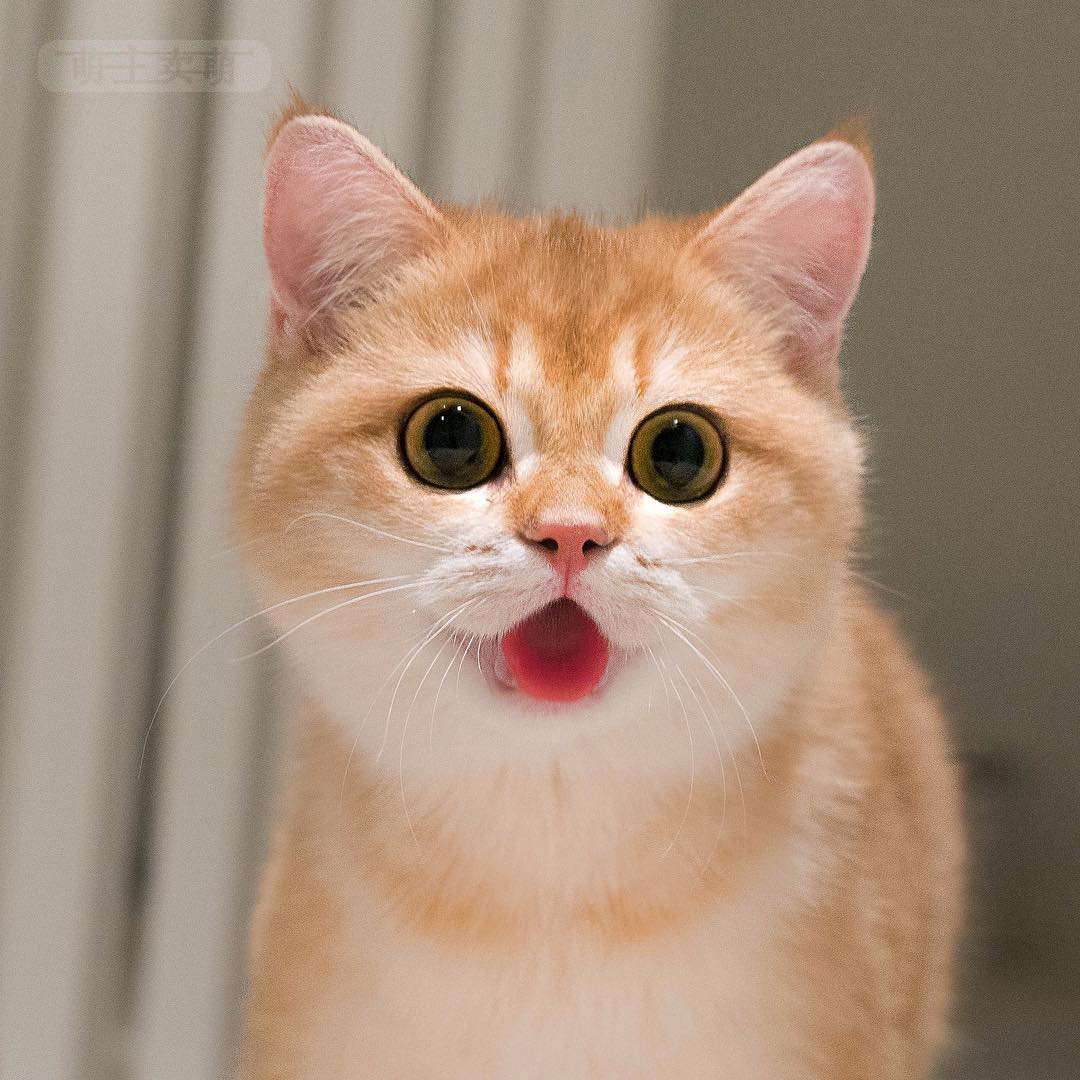 你是哪家的狗带大的金渐层