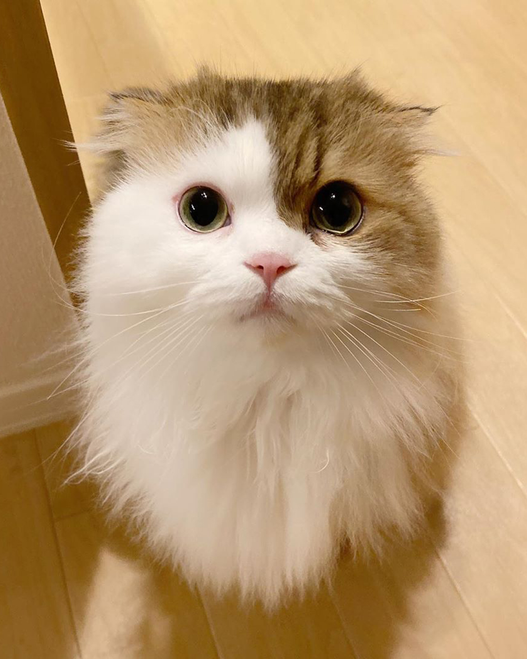 有水汪汪圆溜溜大眼睛的猫咪总是这么可爱