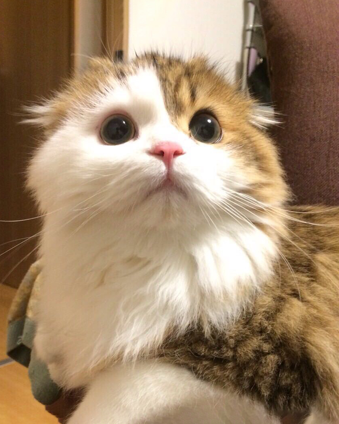 有水汪汪圆溜溜大眼睛的猫咪总是这么可爱