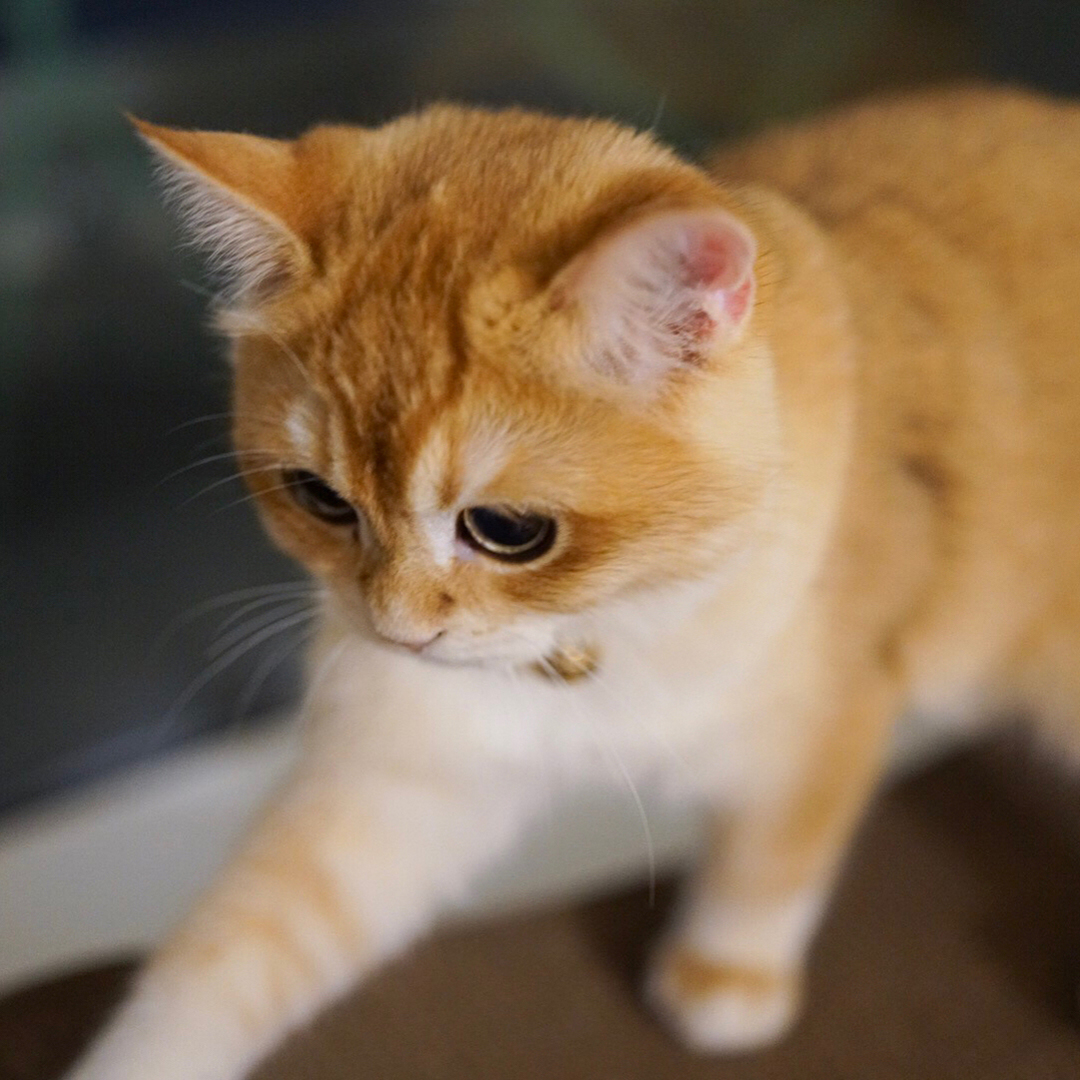 猫朕拥有这7厘米的大长腿喵自豪了吗