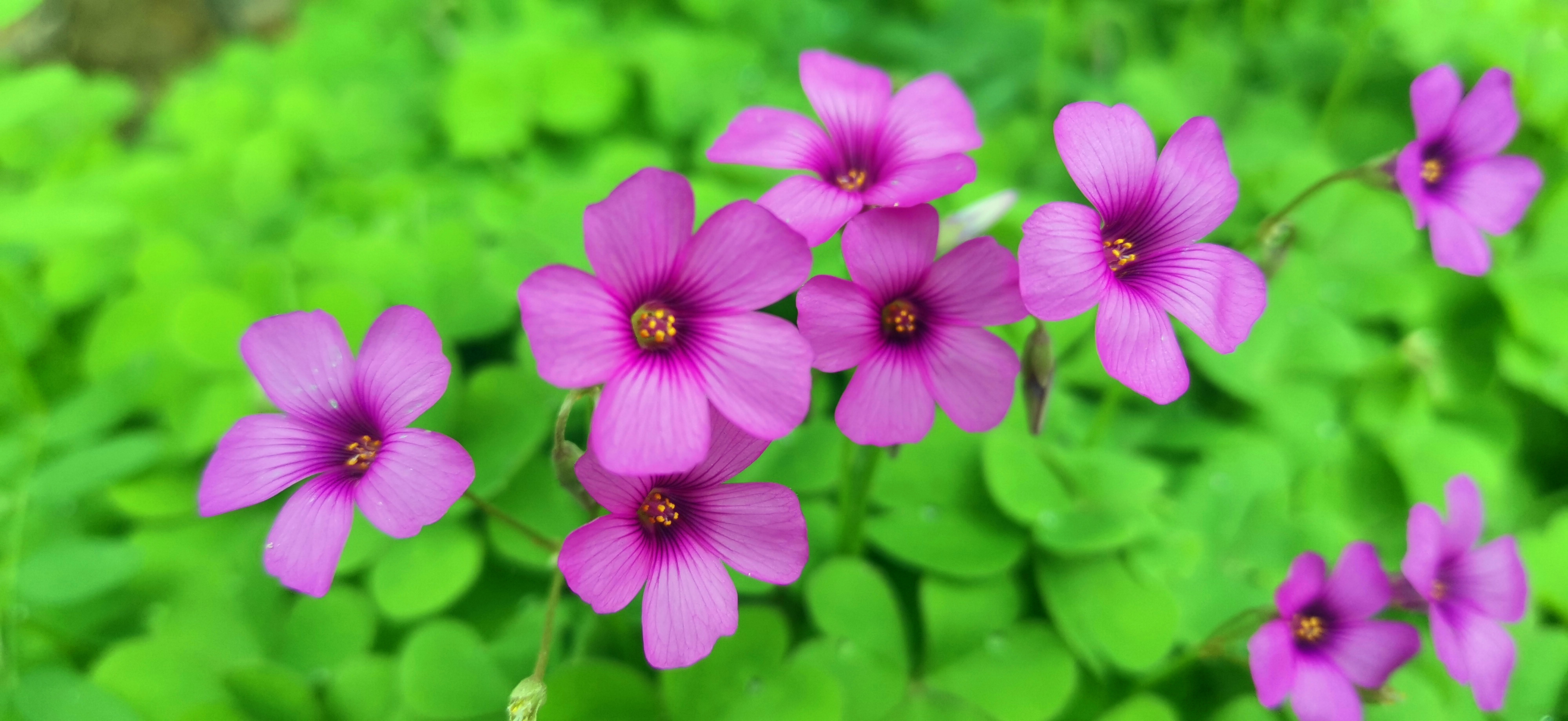 吉安视觉红花酢浆草静静绽放美丽色彩